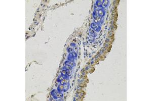 Immunohistochemistry of paraffin-embedded mouse lung using GAS6 antibody at dilution of 1:100 (x40 lens). (GAS6 anticorps)
