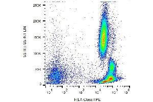 Surface staining of human peripheral blood with anti-HLA-class I (MEM-147) PE.