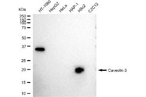 Western blotting analysis using Caveolin 3 antibody (ABIN7797947). (Recombinant Caveolin 3 anticorps)