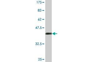 Western Blot detection against Immunogen (36.