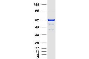 Validation with Western Blot