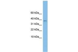 Image no. 1 for anti-Kelch Domain Containing 9 (KLHDC9) (AA 215-264) antibody (ABIN6744918) (KLHDC9 anticorps  (AA 215-264))