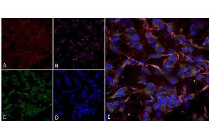 Immunocytochemistry/Immunofluorescence analysis using Mouse Anti-HCN2 Monoclonal Antibody, Clone S71-37 (ABIN2481386).