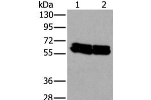 Western blot analysis of HEPG2 and Hela cell lysates using ZNF207 Polyclonal Antibody at dilution of 1:300 (ZNF207 anticorps)