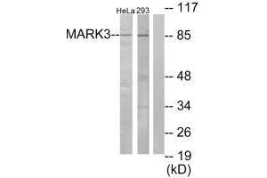 Western blot analysis of extracts from HeLa cells and 293 cells, using MARK3 antibody. (MARK3 anticorps  (N-Term))