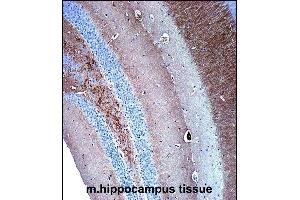 SYP Antibody (C-term) immunohistochemistry analysis in formalin fixed and paraffin embedded mouse hippocampus tissue followed by peroxidase conjugation of the secondary antibody and DAB staining.