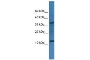 Image no. 1 for anti-Chromosome 14 Open Reading Frame 177 (C14ORF177) (AA 20-69) antibody (ABIN6746425) (C14ORF177 anticorps  (AA 20-69))