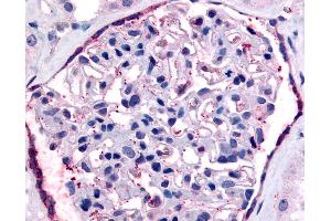 Anti-F2RL1 antibody IHC of human kidney.