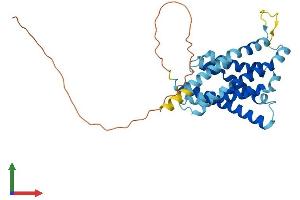 AlphaFold protein structure predicition of Human Recombinant HACD1 Protein, UniprotID B0YJ81