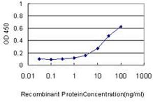 anti-CDC28 Protein Kinase Regulatory Subunit 1B (CKS1B) (AA 1-79) antibody