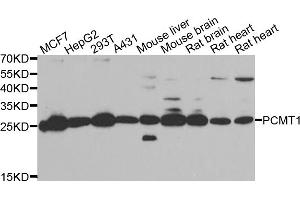 Western blot analysis of extracts of various cell lines, using PCMT1 antibody (ABIN5974029) at 1/1000 dilution.