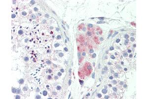 Anti-LY6G6F antibody IHC staining of human testis. (LY6G6F anticorps  (AA 51-100))