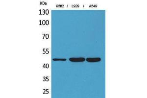 Western Blotting (WB) image for anti-Killer Cell Immunoglobulin-Like Receptor, three Domains, Long Cytoplasmic Tail, 3 (KIR3DL3) (Internal Region) antibody (ABIN6282363)
