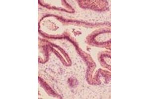 Immunohistochemistry analysis of frozen human prostate section stained using HO-2 pAb. (HMOX2 anticorps)