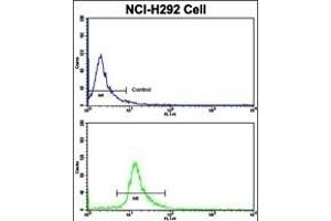 Flow cytometric analysis of NCI- cells using ELP2 Antibody (C-term)(bottom histogram) compared to a negative control cell (top histogram). (ELP2 anticorps  (C-Term))