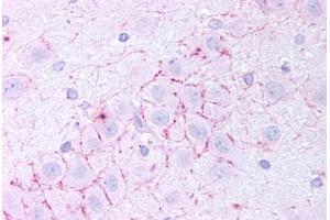 anti-Trace Amine Associated Receptor 5 (TAAR5) (N-Term) antibody