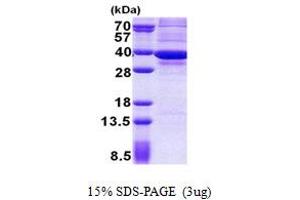 SDS-PAGE (SDS) image for ATP Synthase, H+ Transporting, Mitochondrial F1 Complex, gamma Polypeptide 1 (ATP5C1) (AA 26-298) protein (His tag) (ABIN5853012)