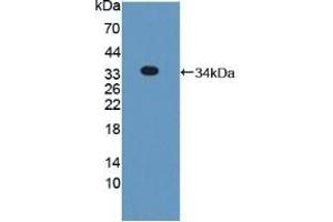 PNPO anticorps  (AA 1-261)