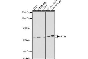 Western blot analysis of extracts of various cell lines, using KRT81 antibody (ABIN6130515, ABIN6143041, ABIN6143042 and ABIN6220433) at 1:1000 dilution. (KRT81 anticorps  (AA 240-390))