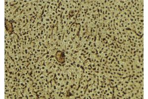 ABIN6279623 at 1/100 staining Mouse liver tissue by IHC-P. (NUP88 anticorps  (Internal Region))
