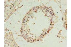 Immunohistochemistry of paraffin-embedded human testis tissue using ABIN7168287 at dilution of 1:100 (REXO4 anticorps  (AA 1-422))