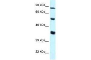 Image no. 1 for anti-Zinc Finger Protein 232 (ZNF232) (AA 34-83) antibody (ABIN6747612) (ZNF232 anticorps  (AA 34-83))