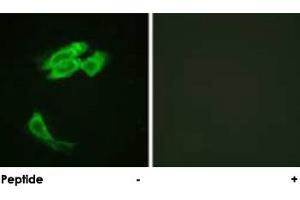 Immunofluorescence analysis of HeLa cells, using PEA15 polyclonal antibody . (PEA15 anticorps  (Ser116))