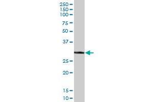 ECH1 MaxPab polyclonal antibody.