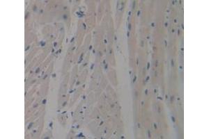 IHC-P analysis of Kidney tissue, with DAB staining. (SIRPB1 anticorps  (AA 129-342))