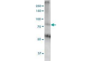 THRAP5 monoclonal antibody (M02), clone 2B7.