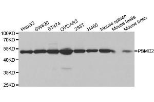 Western blot analysis of extracts of various cell lines, using PSMC2 antibody.