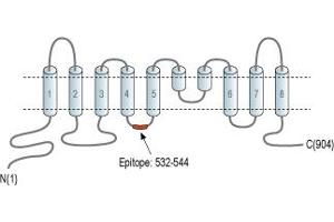 Representative domain view of the target of ABIN7042929. (Anoctamin 5 anticorps  (2nd Cytoplasmic Loop))