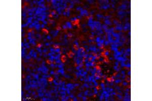 Immunofluorescence of paraffin embedded rat spleen using ARHGAP18 (ABIN7075417) at dilution of 1: 700 (500x lens) (ARHGAP18 anticorps)