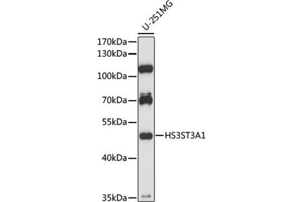 HS3ST3A1 Antikörper  (AA 44-140)