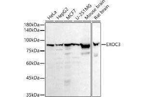 Western blot analysis of extracts of various cell lines, using EXOC3 antibody (ABIN7267060) at 1:1000 dilution.