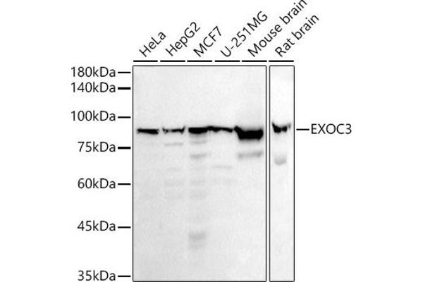 EXOC3 anticorps