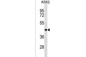 ZNF73 Antibody (N-term) (ABIN1538897 and ABIN2838158) western blot analysis in K562 cell line lysates (35 μg/lane). (ZNF73 anticorps  (N-Term))