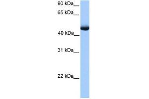 PAOX antibody used at 1 ug/ml to detect target protein. (PAOX anticorps)
