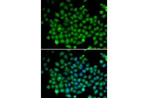 Immunofluorescence (IF) image for anti-Ubiquitin D (UBD) antibody (ABIN1876679) (UBD anticorps)