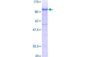 Image no. 1 for Galactosylceramidase (GALC) (AA 27-669) protein (GST tag) (ABIN1354704)