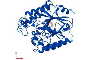 AlphaFold protein structure predicition of Human Recombinant CPPED1 Protein, UniprotID Q9BRF8