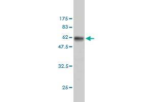 Western Blot detection against Immunogen (53.