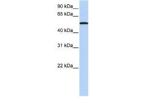 SIGLEC6 antibody used at 1 ug/ml to detect target protein. (SIGLEC6 anticorps  (N-Term))