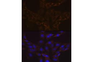 Immunofluorescence analysis of C6 cells using V Rabbit mAb (ABIN7271312) at dilution of 1:100 (40x lens). (VAMP1 anticorps)