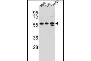 TRIM4 Antibody (N-term) (ABIN657212 and ABIN2846322) western blot analysis in A549,293,HepG2 cell line lysates (35 μg/lane). (TRIM4 anticorps  (N-Term))