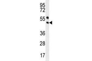 PAX5 antibody western blot analysis in Ramos lysate