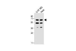 All lanes : Anti-UGT8 antibody (Center) at 1:1000 dilution Lane 1: U-87 MG whole cell lysate Lane 2: Hela whole cell lysate Lysates/proteins at 20 μg per lane. (UGT8 anticorps  (AA 366-393))