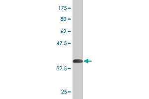 Western Blot detection against Immunogen (36.