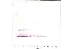 Image no. 3 for anti-Interleukin 7 (IL7) antibody (ABIN465350) (IL-7 anticorps)