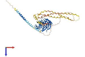 Gliomedin (GLDN) (AA 1-551) protein (His tag)